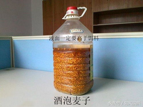 分享一款自制酒泡玉米粒和麦粒鱼饵的做法 值得收藏